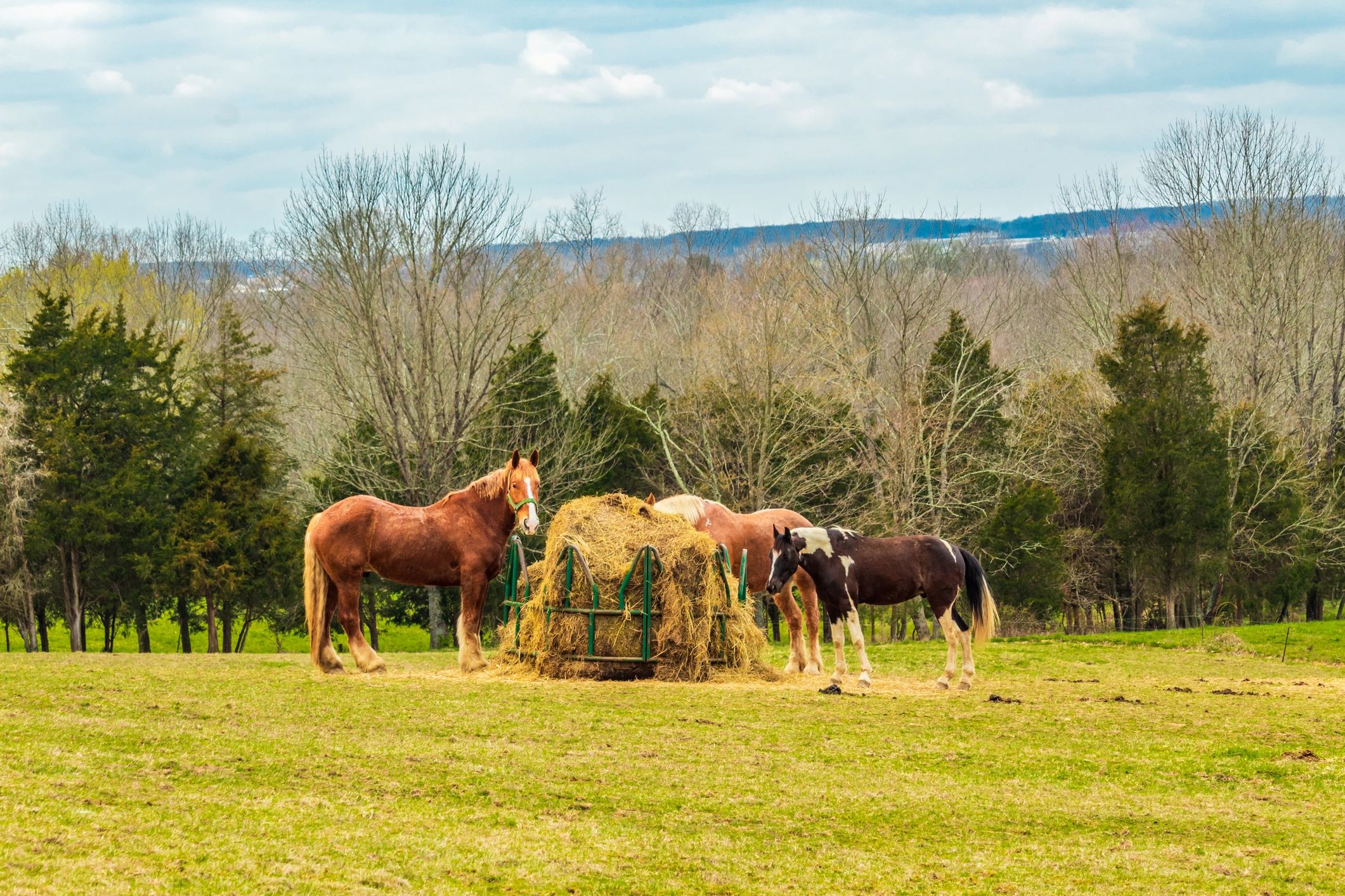 Horses in open field