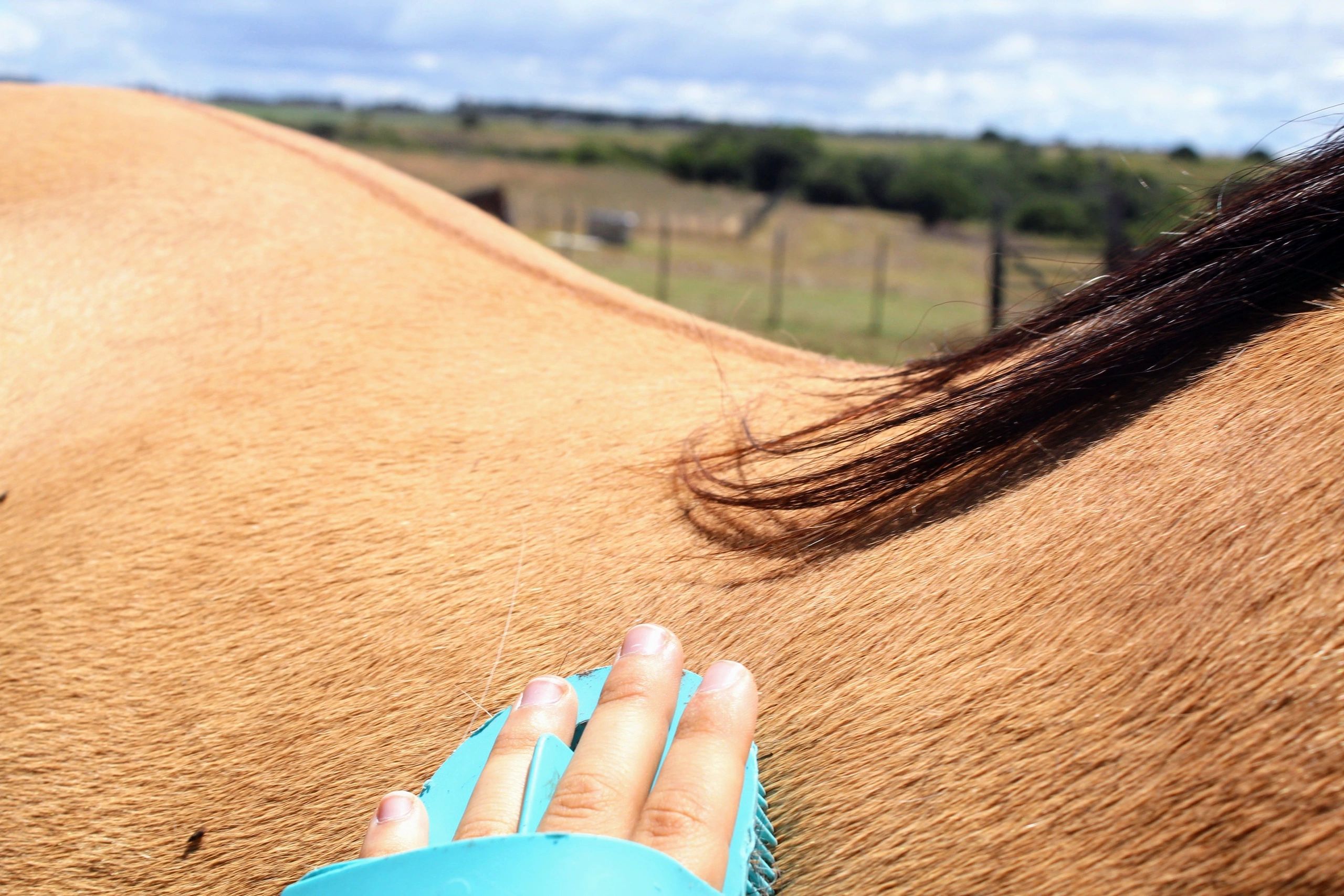 Horse being groomed
