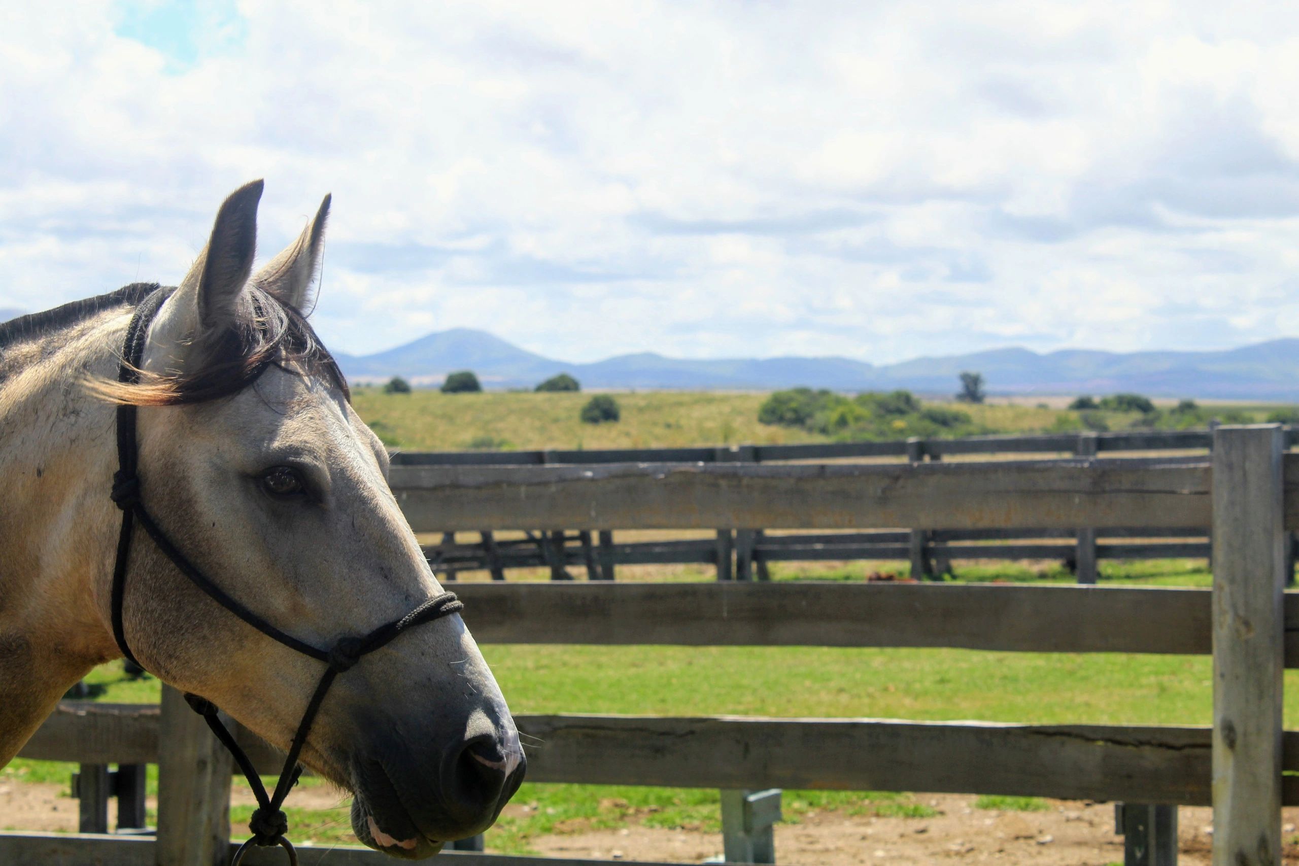Horse in stable environment