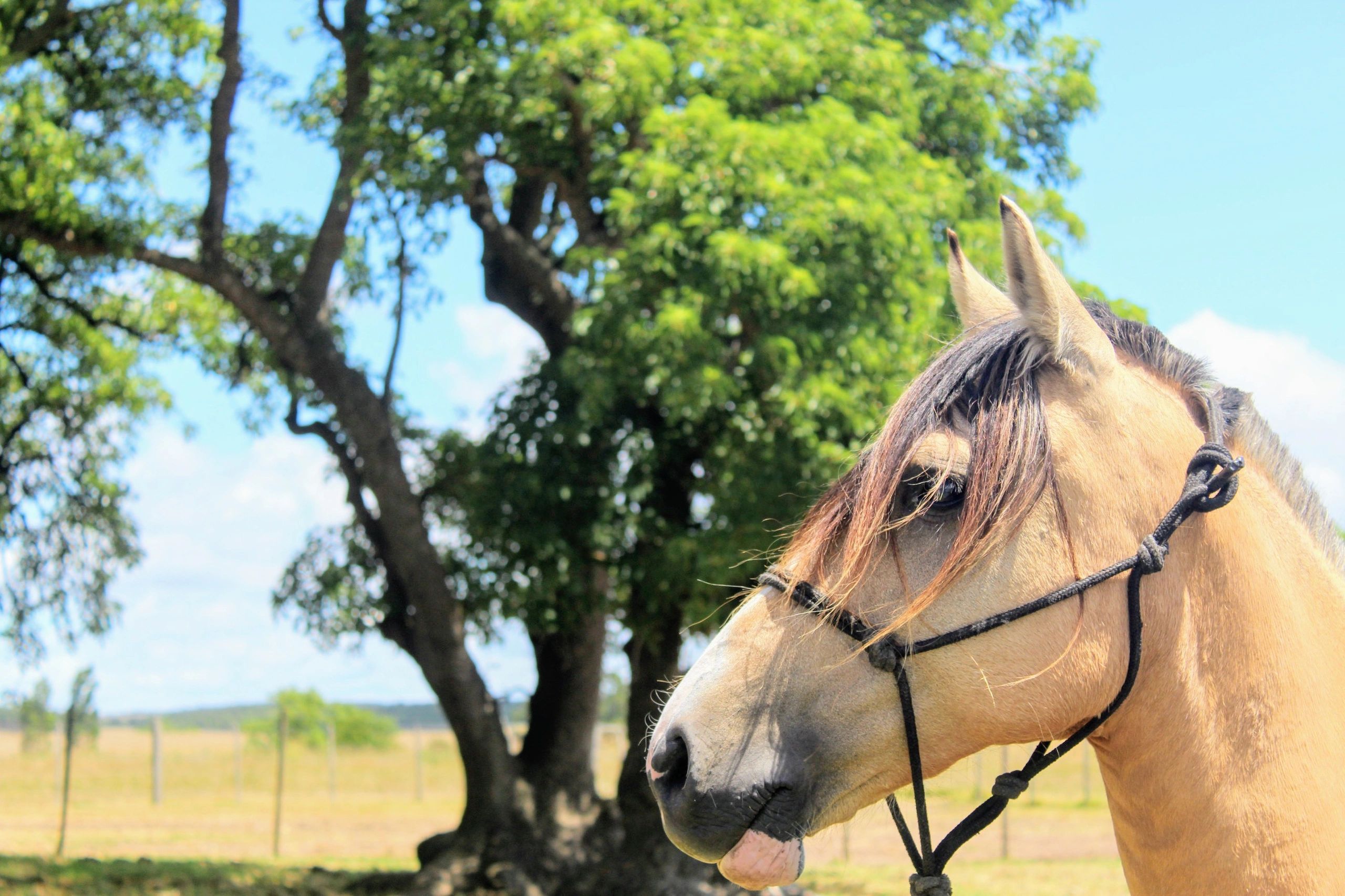 Horse portrait in natural light